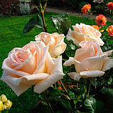 Роза   Гранд Могул чайно-гибридная, фото 2