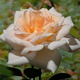 Роза   Гранд Могул чайно-гибридная, фото 3