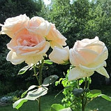 Роза   Гранд Могул чайно-гибридная, фото 4