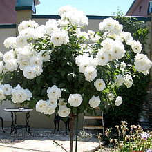 Роза  штамб  Артемис (ностальгическая шраб)