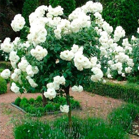 Роза штамб Свани (почвопокровная) - фото 1 - id-p226375763