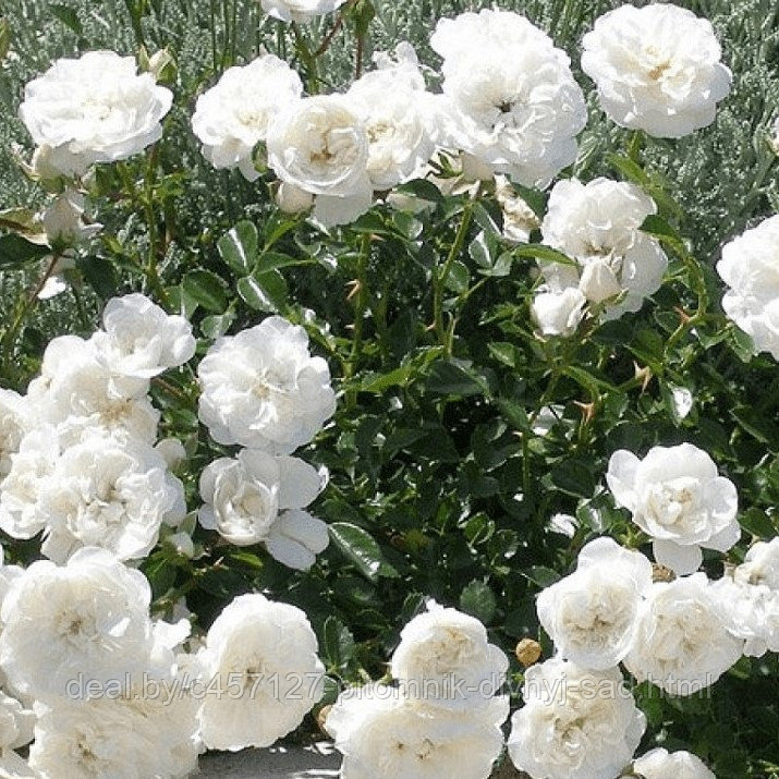 Роза штамб Свани (почвопокровная) - фото 3 - id-p226375763