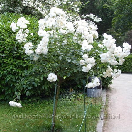 Роза штамб Свани (почвопокровная) - фото 5 - id-p226375763