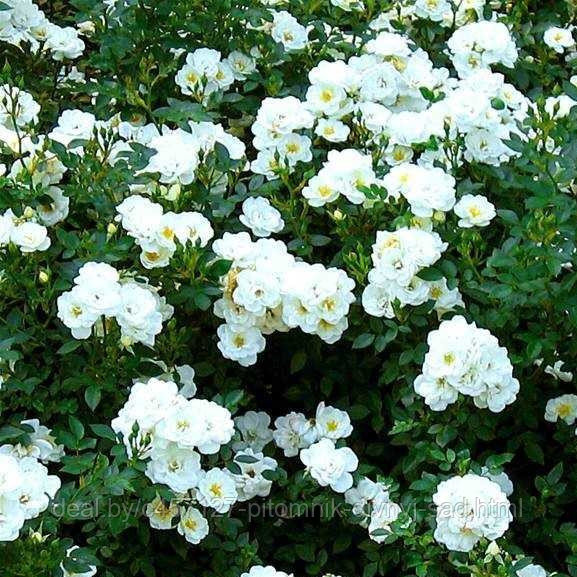 Роза штамб Свани (почвопокровная) - фото 6 - id-p226375763