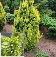 Тис ягодный Давид (Taxus baccata David)