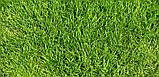Семена газонной травы Мятлик Луговой DSV (MARKUS) Маркус 20кг, фото 7
