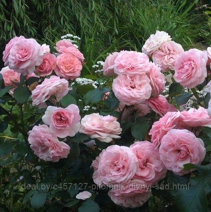 Роза флорибунда Мария Терезия - фото 4 - id-p226375894