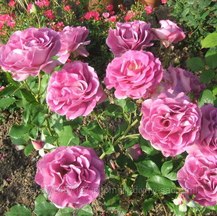 Роза чайно-гибридная ВИОЛЕТ ПАРФЮМ - фото 2 - id-p226374845