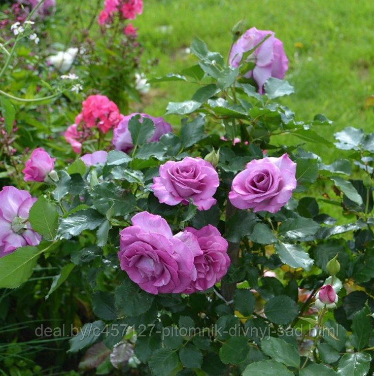 Роза чайно-гибридная ВИОЛЕТ ПАРФЮМ - фото 3 - id-p226374845