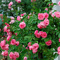 Роза штамб Пинк Свани(почвопокр)
