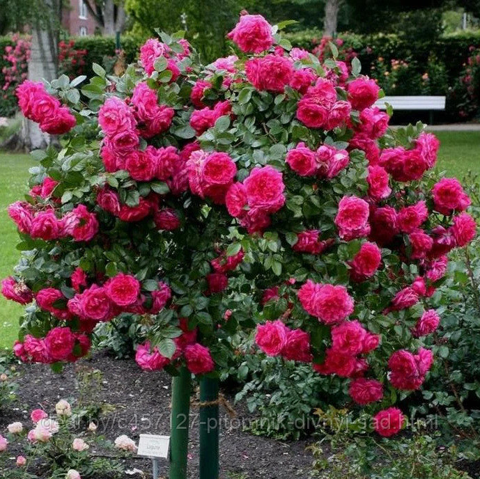 Роза штамб Сангрия(флорибунда) - фото 1 - id-p226376035