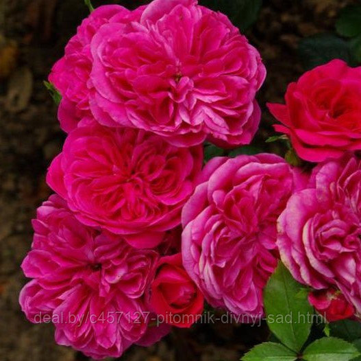 Роза штамб Сангрия(флорибунда) - фото 2 - id-p226376035