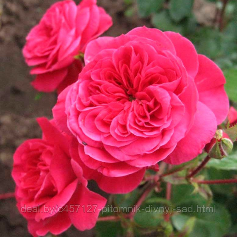 Роза штамб Сангрия(флорибунда) - фото 3 - id-p226376035