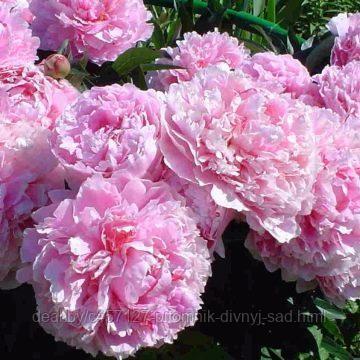 Пион травянистый Розовый - фото 1 - id-p226374990