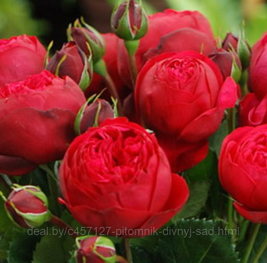 Роза штамбовая Пиано(чайногибридная) - фото 1 - id-p226375035