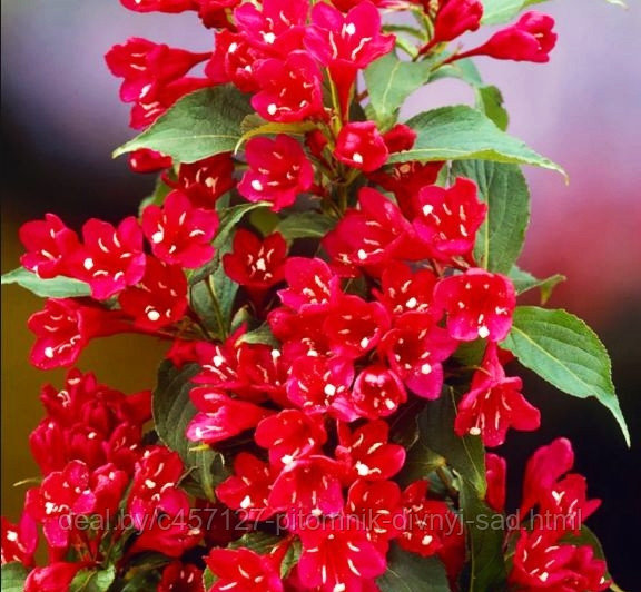 Вейгела Ред Принц цветущая - фото 3 - id-p226375288