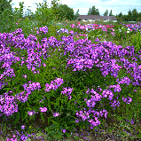 Флокс  Птица Сирин мет., фото 9