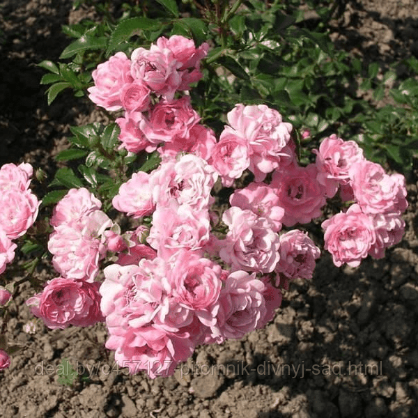 Роза Фейри штамб (почвопокровная) - фото 3 - id-p226375456
