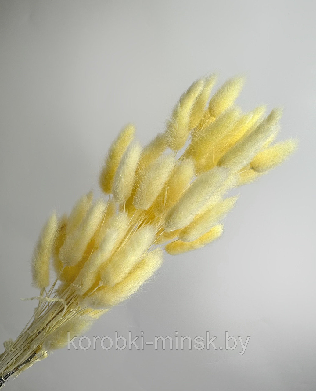 Сухоцвет "Лагурус" (60 веток в пачке) размер цветка 5-7 см. Шампань