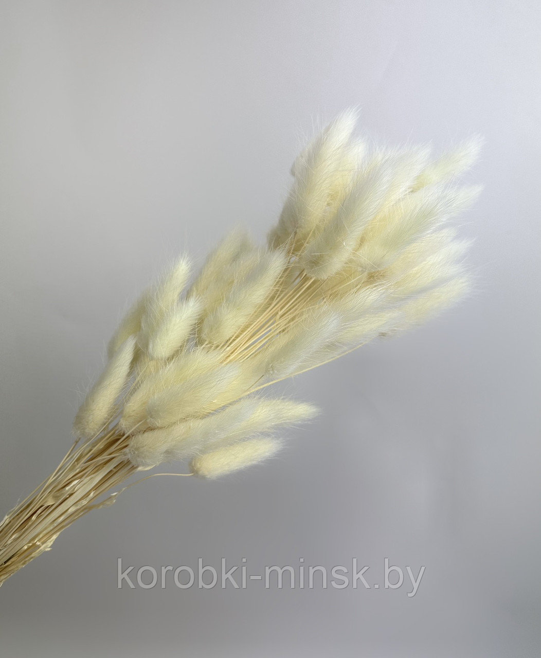 Сухоцвет "Лагурус" (60 веток в пачке) размер цветка 5-7 см. Нежный крем