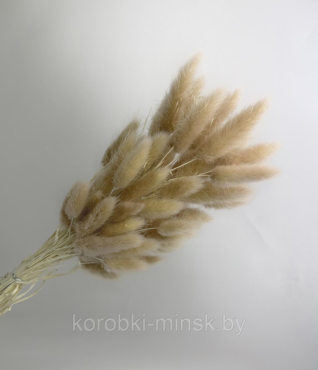 Сухоцвет "Лагурус" (60 веток в пачке) размер цветка 5-7 см. Карамель