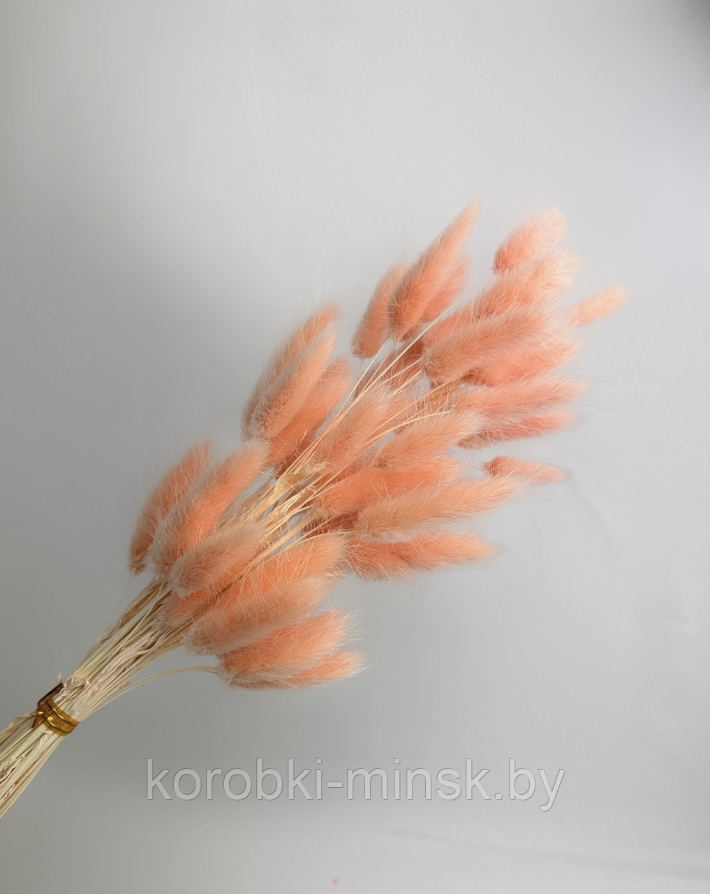 Сухоцвет "Лагурус" (60 веток в пачке) размер цветка 5-7 см. Нежно-персиковый