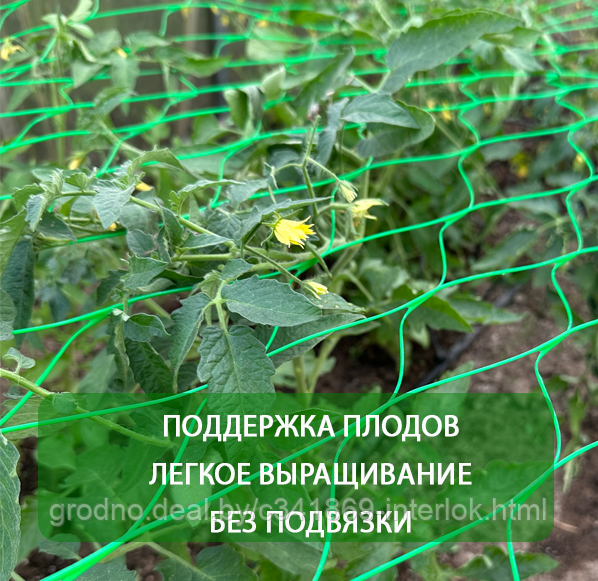 Решетка шпалерная для помидоров, огурцов и вьющихся растений - фото 2 - id-p226432559