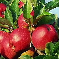 Яблоня Рубин саженец  ( Осенний)