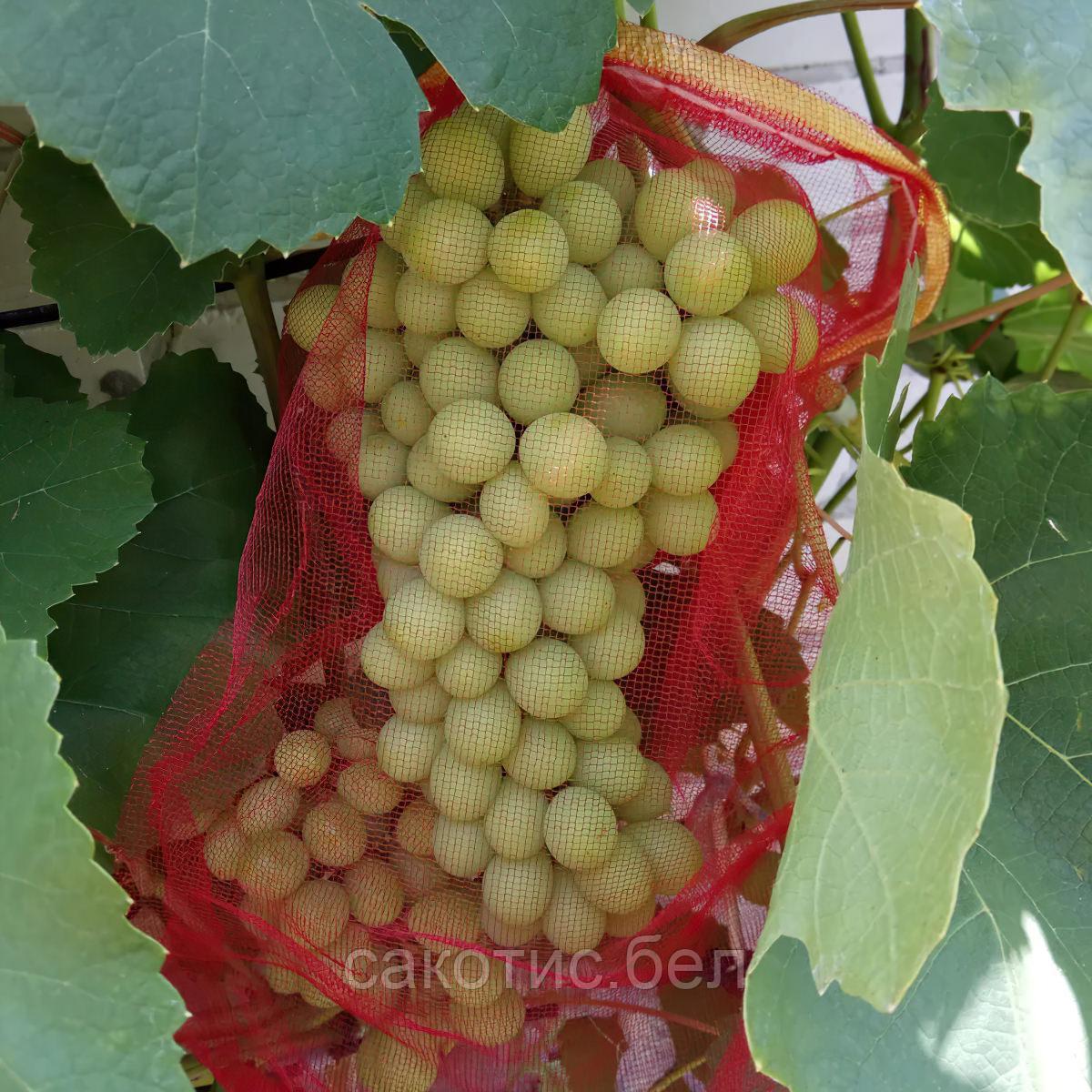 Мешочки для защиты винограда (25 шт/уп.) - фото 4 - id-p226463380