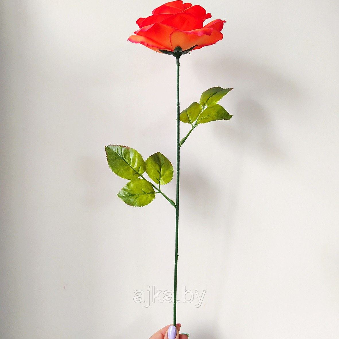 Роза одиночная 65 см, ярко-красный - фото 3 - id-p226488037