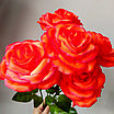 Роза одиночная 65 см, ярко-красный, фото 6