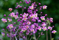 Василистник рохебрунский Thalictrum rochebrunianum, саженец