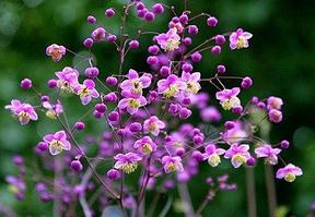 Василистник рохебрунский Thalictrum rochebrunianum, саженец