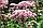 Посконник пятнистый Atropurpureum, саженец, фото 4