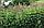 Посконник пятнистый Atropurpureum, саженец, фото 6