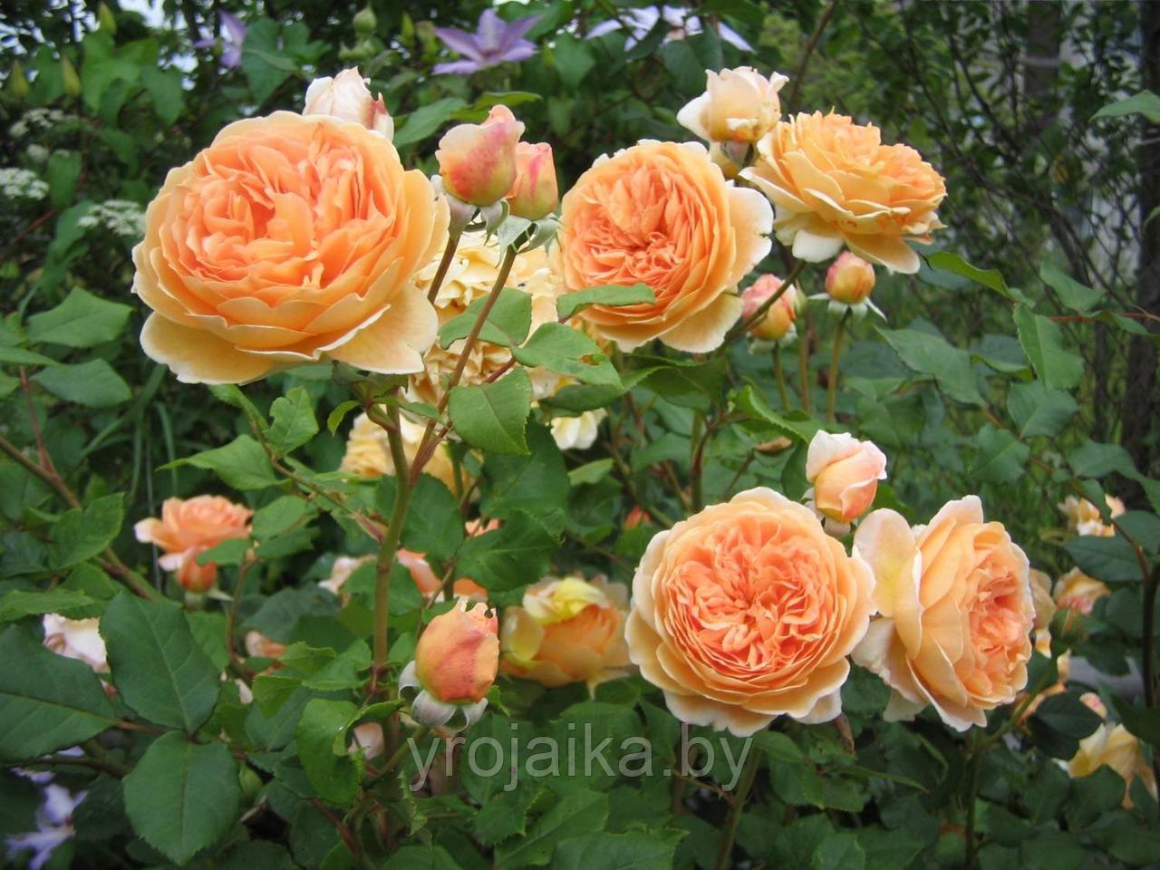 Роза Принцесса Маргарет (плетистая) - фото 2 - id-p226518513