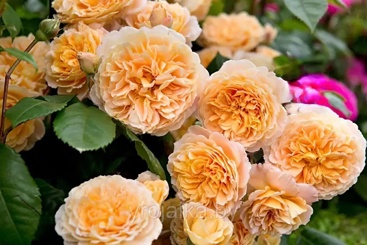 Роза Принцесса Маргарет (плетистая) - фото 4 - id-p226518513