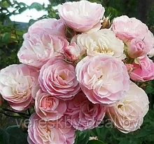Роза гибрид Букет Парфэ (Bouquet Parfait)