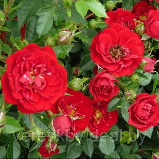 Роза почвопокровная Ред Каскад (Red Cascade) - фото 1 - id-p220247727