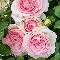 Роза плетистая Пьер де Ронсар (Pierre de Ronsard)