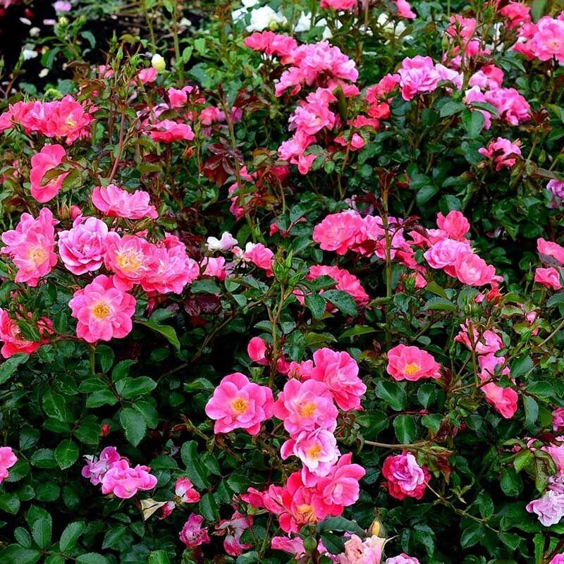Почвопокровные розы (fuchsia) саженец - фото 1 - id-p226606671