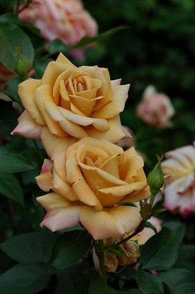 Роза чайно-гибридная Хоней Дижон - фото 2 - id-p226061289