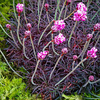 Армерия приморская Rubrifolia, саженец