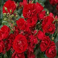 Розы саженцы грандифлора Benvenuto