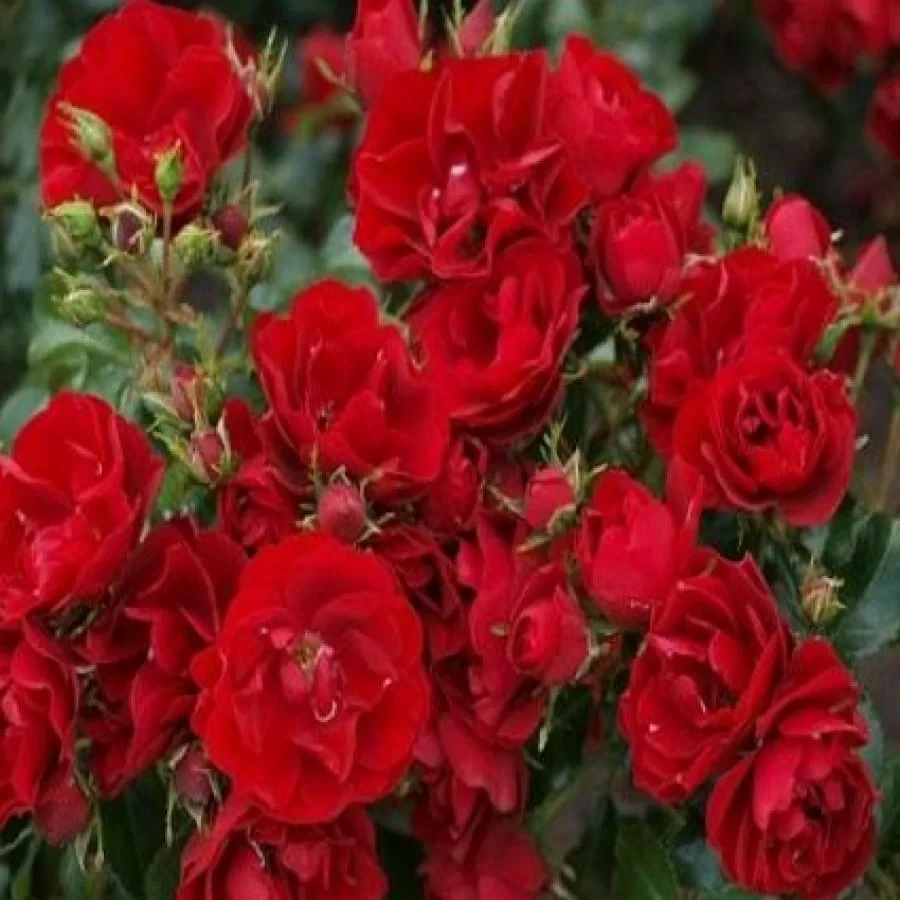 Розы саженцы грандифлора Benvenuto - фото 1 - id-p226608842