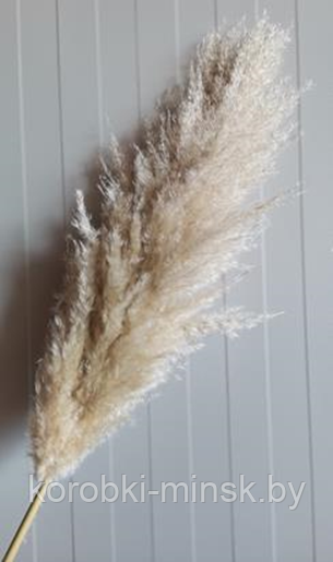 Сухоцвет "Пампас пушистый (Кортадерия)" длина 50-60 см. Натуральный