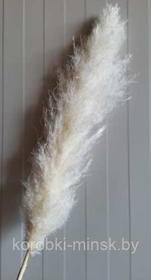 Сухоцвет "Пампас пушистый (Кортадерия)" длина 50-60 см. Белый