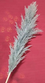Сухоцвет "Пампас пушистый (Кортадерия)" длина 50-60 см. Серый