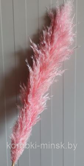 Сухоцвет "Пампас пушистый (Кортадерия)" длина 50-60 см. Светло-розовый