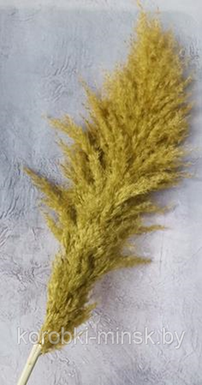 Сухоцвет "Пампас пушистый (Кортадерия)" длина 50-60 см. Оливковый